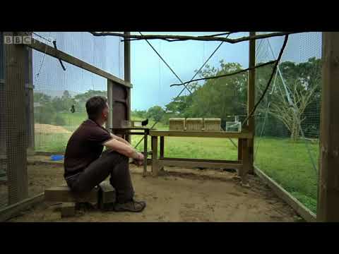 A Smartest Bird Raven Solves the Puzzle By Its Intelligents