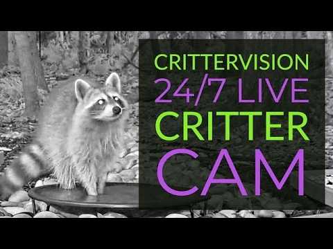 Forest Critter Cam
