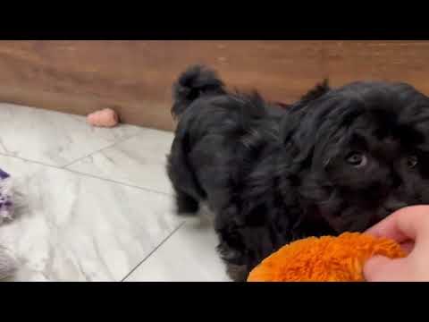 Zarina the Havanese