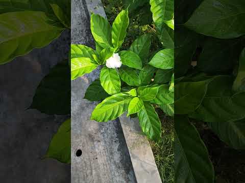 Shishir Bheja Flower