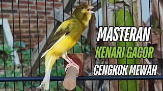 Download lagu Masteran Kenari Gacor Paling Ampuh & Respon Cepat!! kenari macet bunyi Langsung Nyaut!! mp3