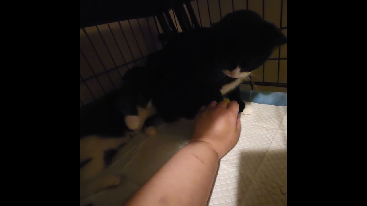 Enlarge Denali, an adoptable mixed breed in New York, NY video 2/6