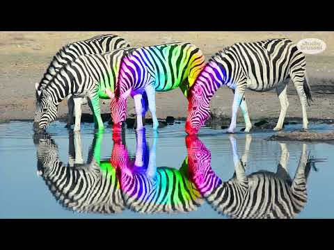 DJ Yolotanker - Africa Fanupload