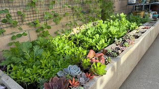 How to build mix garden bed on my driveway |build-grow-harvest