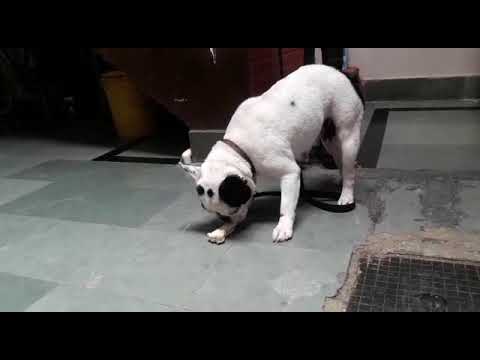 Bull dog female by mridul pachauri