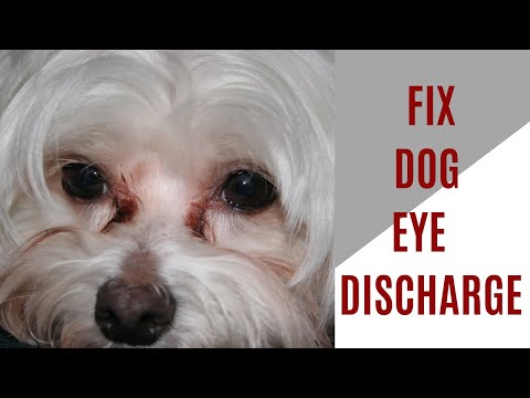 How to fix dog eye discharge