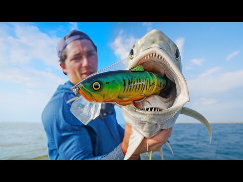 Is This The Most Underrated Sports Fish Ever?