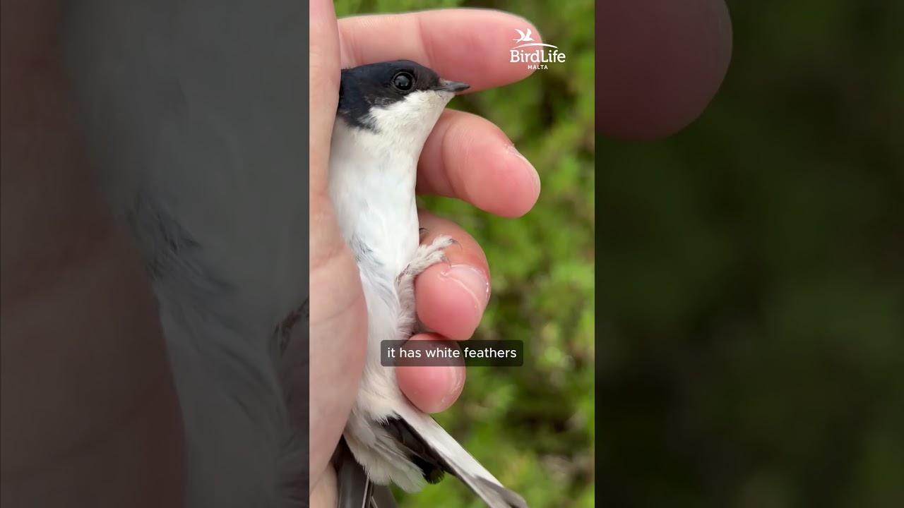 Northern House Martin - Ħawwiefa