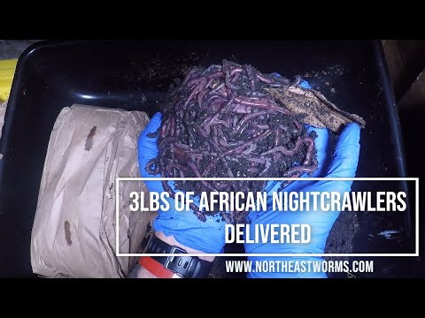 3 Pounds of African Nightcrawler Delivered and settled ln the Urban Worm Bag