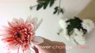 Color changing Flower - Spark Science Homemade