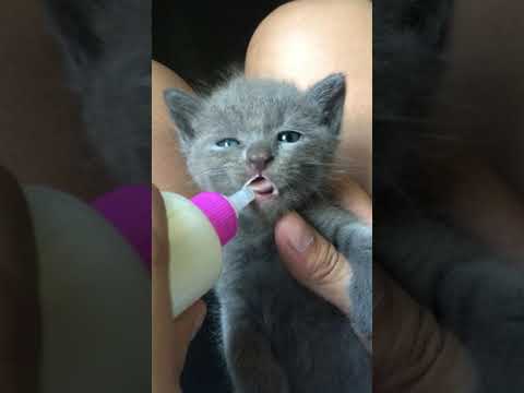 Goat’s Milk Effect to my 1month old kitten