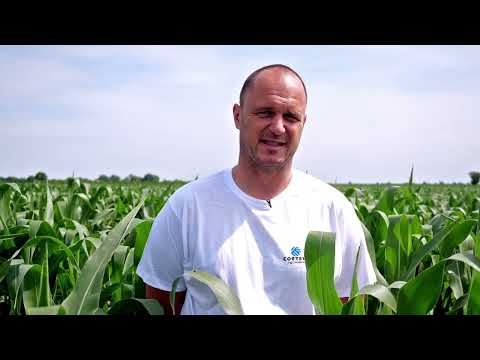 PIONEER, Zasto sejati NOVU genetiku, ISKUSTVA proizvodjaca - U nasem ataru 979