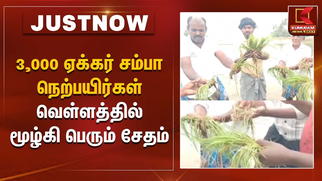 3,000 ஏக்கர் சம்பா நெற்பயிர்கள் வெள்ளத்தில் மூழ்கி பெரும் சேதம் | Flood Damage |  Kumudam News