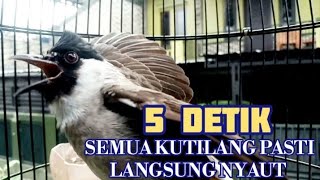Download lagu kutilang gacor TARUNG buat pancingan kutilang agar bunyi jadikan burung kutilang gacor mp3