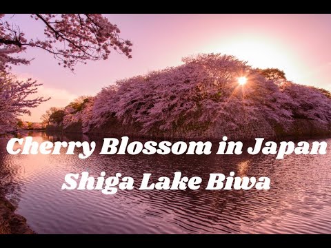 【Vlog -20】Cherry Blossom in Shiga, Japan 2021 (Sakura)