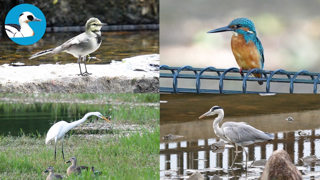 【野鳥観察】秋の公園で旅鳥を見つけたい　Vlog88