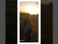Pinda De Jaye Status Video Sajjan Adeeb Pind Wale Status Shorts Zimidar Farmer