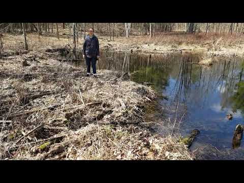 Beaver Pond and Creek Part 1