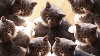 NOUS SOMMES JUMBO Catlateral Damage 