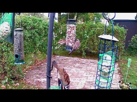 Fåglar vid matbordet - © 2016 Lars Svendsen