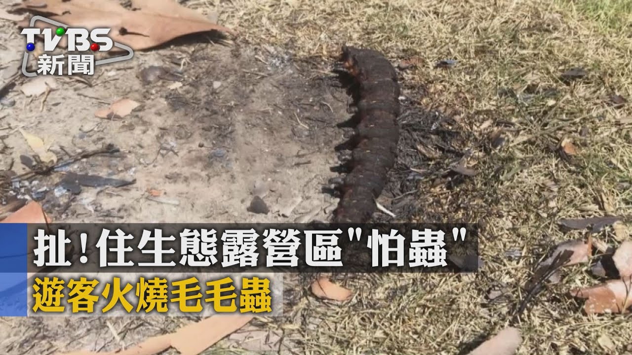扯!住生態露營區「怕蟲」 遊客火燒毛毛蟲