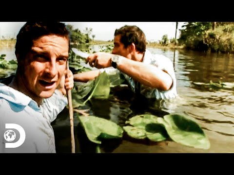 Bear nada entre cocodrilos en un pantano | A Prueba de Todo | Discovery Latinoamérica