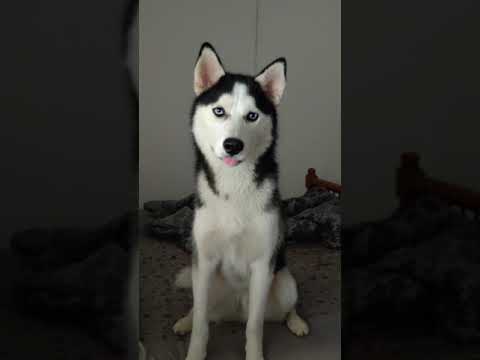 Husky Howling_Husky ❤️ Hugo ❤️ https://instagram.com/howling_husky?utm_medium=copy_link