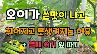 오이가 쓴맛나고 휘어지고 곤봉 같이 못생긴 이유 오이를 크게 키우려면 해야할 오이열매솎기 추비 오이잎따기 방…