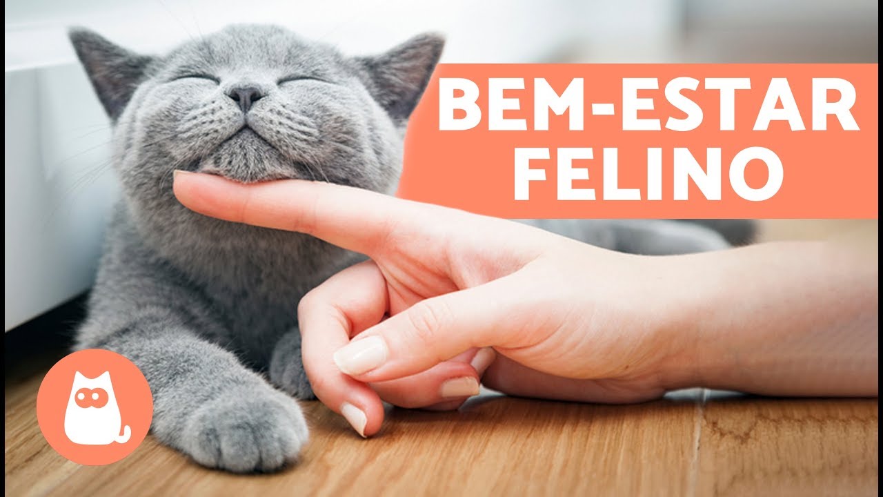 Como fazer um GATO FELIZ em 10 atitudes