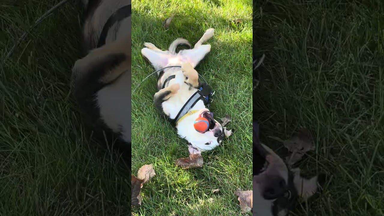 Enlarge Clover (was Pupfish), a Adoptable mixed breed in Coldwater, MI video 5/5