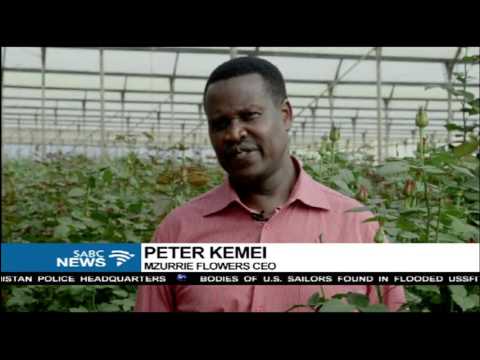 download lagu mp3 mp4 Flower Watch Kenya, download lagu Flower Watch Kenya gratis, unduh video klip Flower Watch Kenya