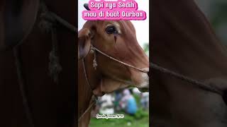 Download lagu Takbir Idul Adha 2025  #takbiran #takbiriduladha2025 #takbir2025 #sapimoo #sapilimosin mp3