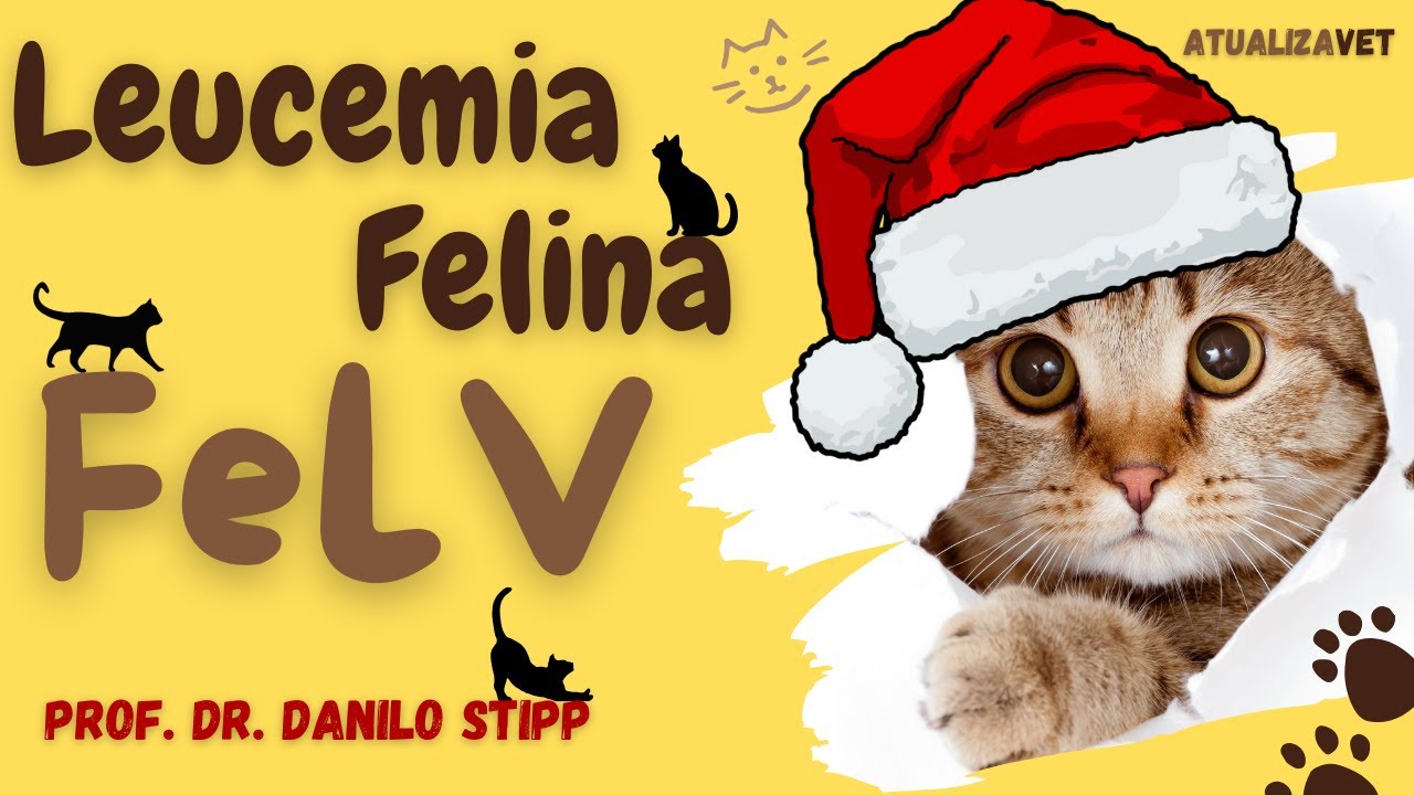 Leucemia Felina (FeLV) - AtualizaVet