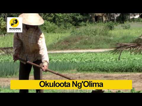 Okuloota Ng'Olima  - Ebirooto Namakulu Gaabyo - Buganda Ekkula #Shorts