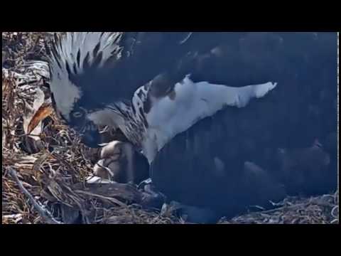5/18/19 First view of osprey chick #3