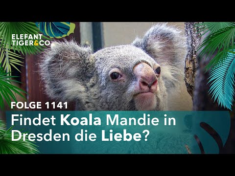 Koala Mandie auf Hochzeitsreise (Folge 1141) | Elefant, Tiger & Co. | MDR