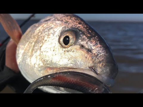 (S4 Ep69) I see you! Redfish has immunity during fishing session.