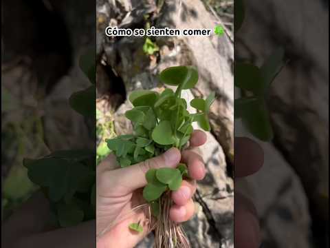 #risa #trébol 🍀😅