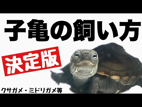 水族館のカメの飼い方