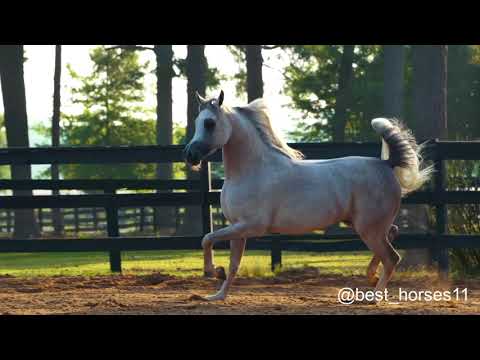 Wortex Kalliste , Best Arabian Horses