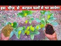 How to get more fruits from jackfruit plant|Organic Fertilizer for fruit tree| Jackfruit Fertilizer|