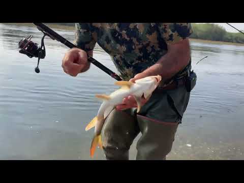 Mondo Pesca - Lancio puntata maccheroni - Fiume Ticino - Pavia #pesca