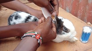 How To Remove Ear Mites In Rabbits