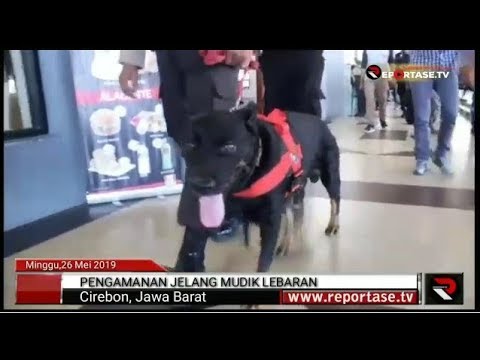 Anjing Pelacak Dilibatkan Dalam Pengamanan Masa Angkutan Lebaran di Stasiun Cirebon