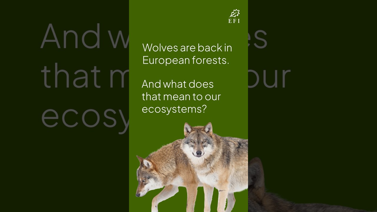 Wolves in European forests