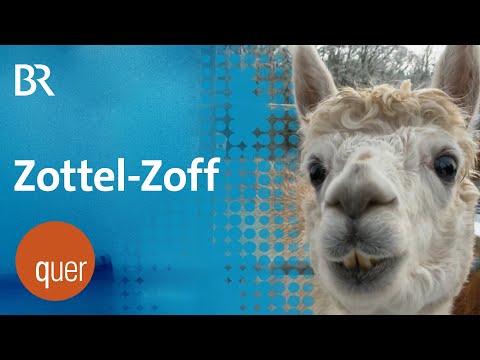 Video Thumbnail: Bayerns Alpaka-Bauern und Ämter kriegen sich in die Wolle | quer vom BR