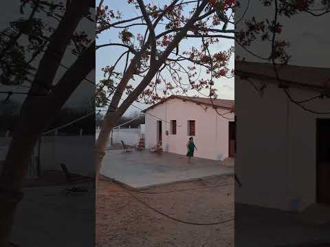 Pé de Flamboyant vermelho florido na zona rural de Jaguaretama Ceará 2025