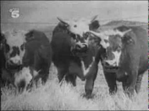 Cow Cow Boogie