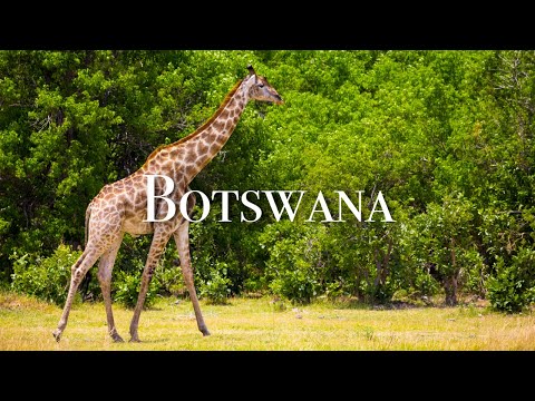 🐒 BOTSWANA'S ANIMALS by DRONE - THE WILDLIFE HAVEN (4K TRAVEL VIDEO)(4K Ultra HD)