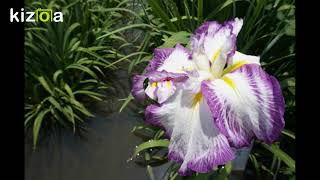 香川県河津菖蒲園　開園は６月１日から14日まで一般公開６月１日撮影する